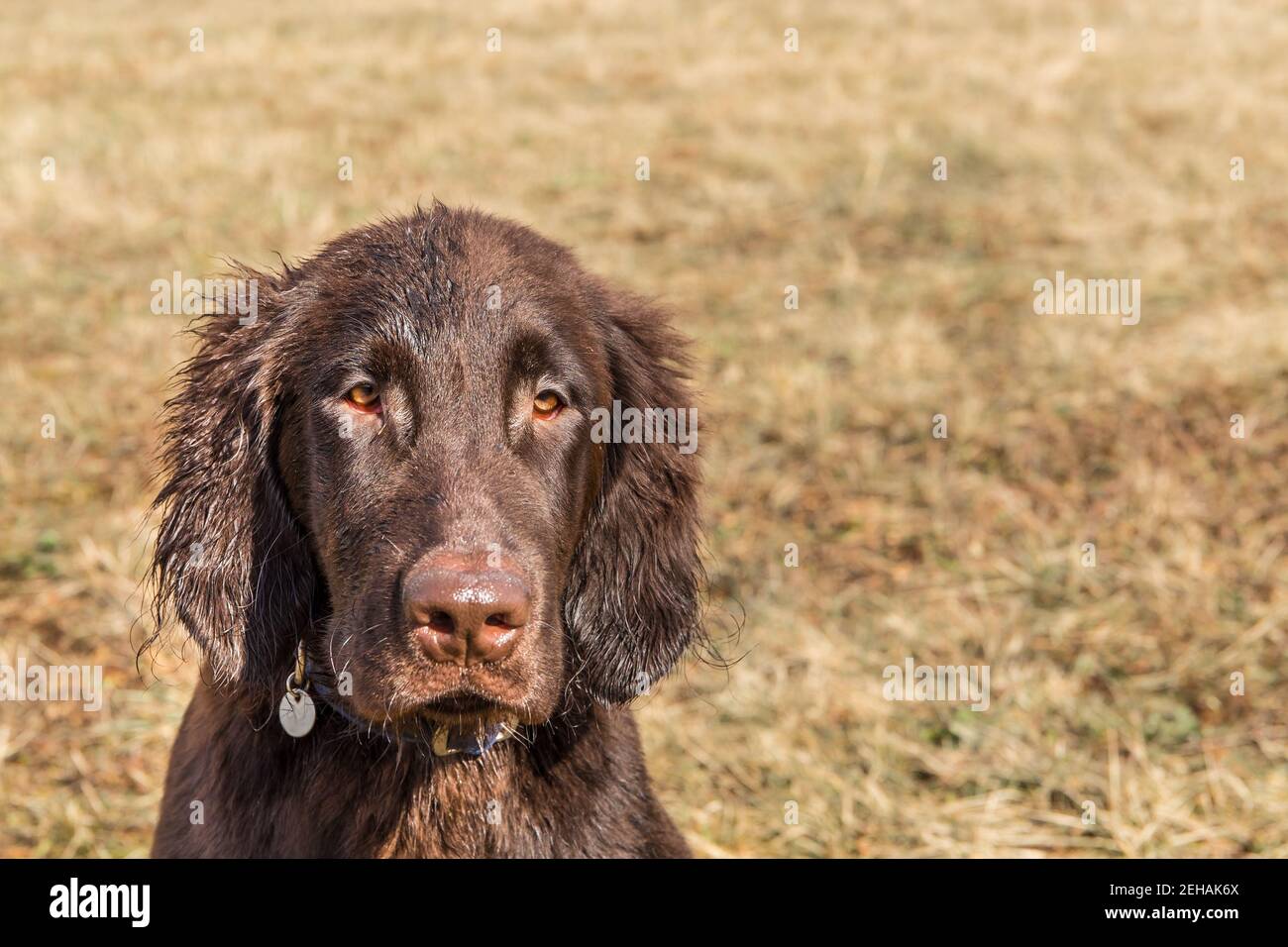 Chocolate flat coated retriever hi-res stock photography and images - Alamy