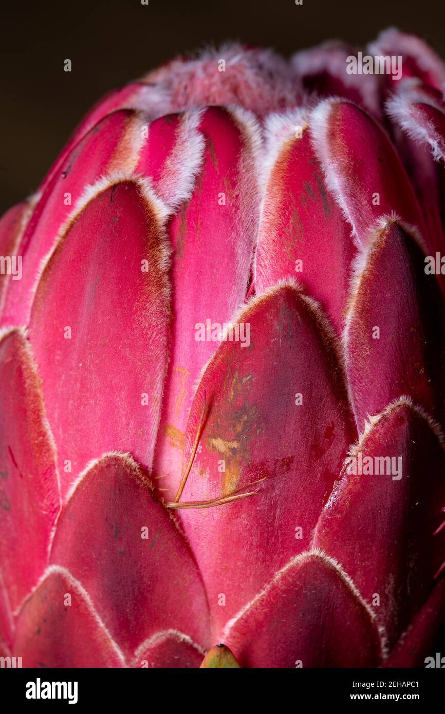 Red King Protea south african flower close up still isolated on a black background Stock Photo