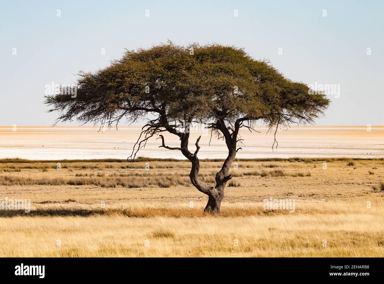 on the edge the salt pan of Etosha, a solitary acacia tree in the vast grassland of the african savannah Stock Photo