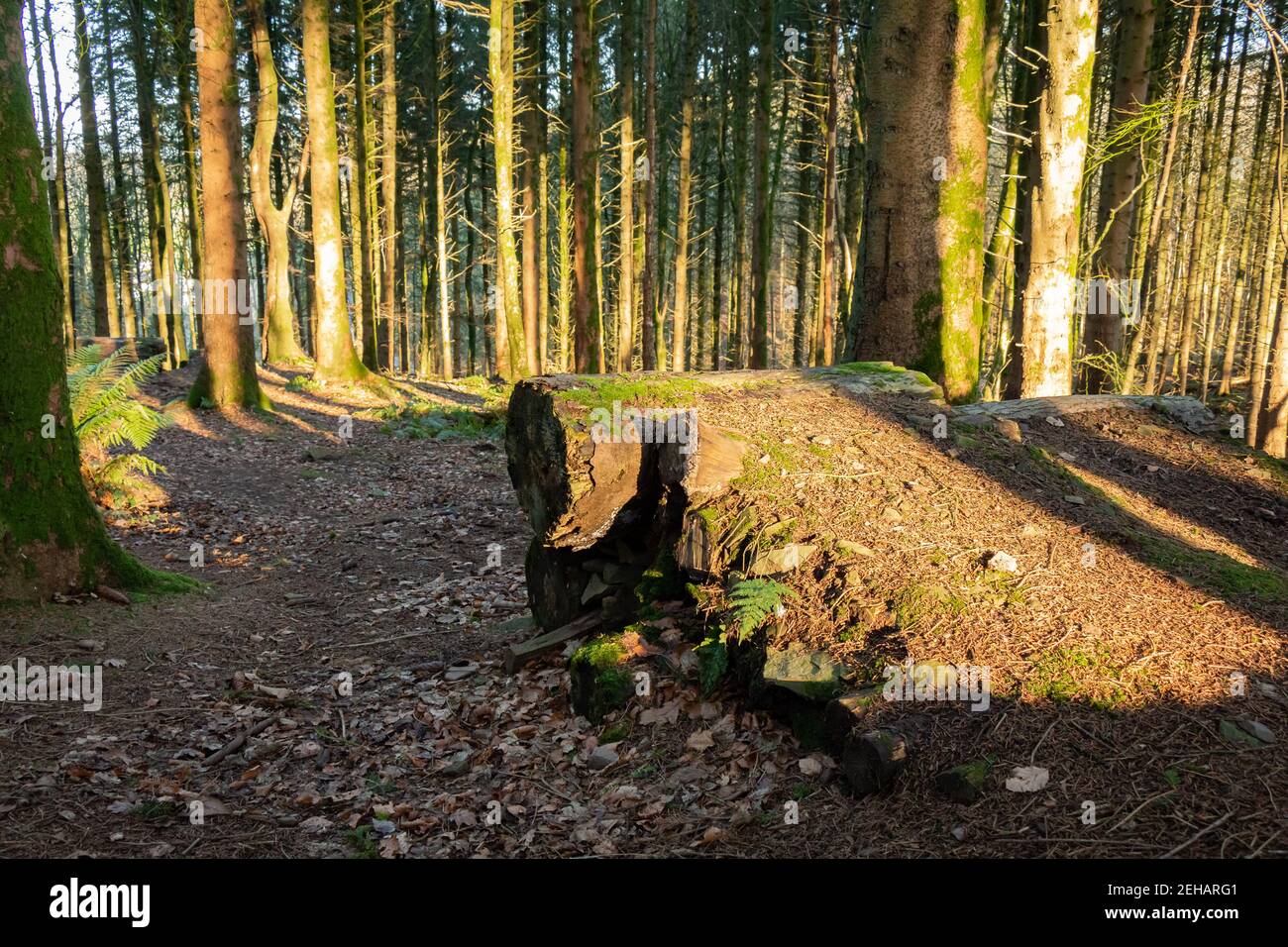 Mountain bike log ramp jump in a woodland in the low winter sun Stock ...