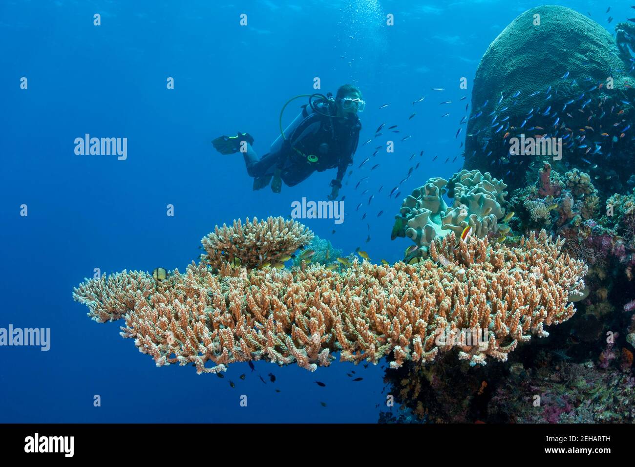 Diver (MR) and table coral, Acropora hyacinthus, off a wall in the Raja Ampat area of Indonesia. Stock Photo