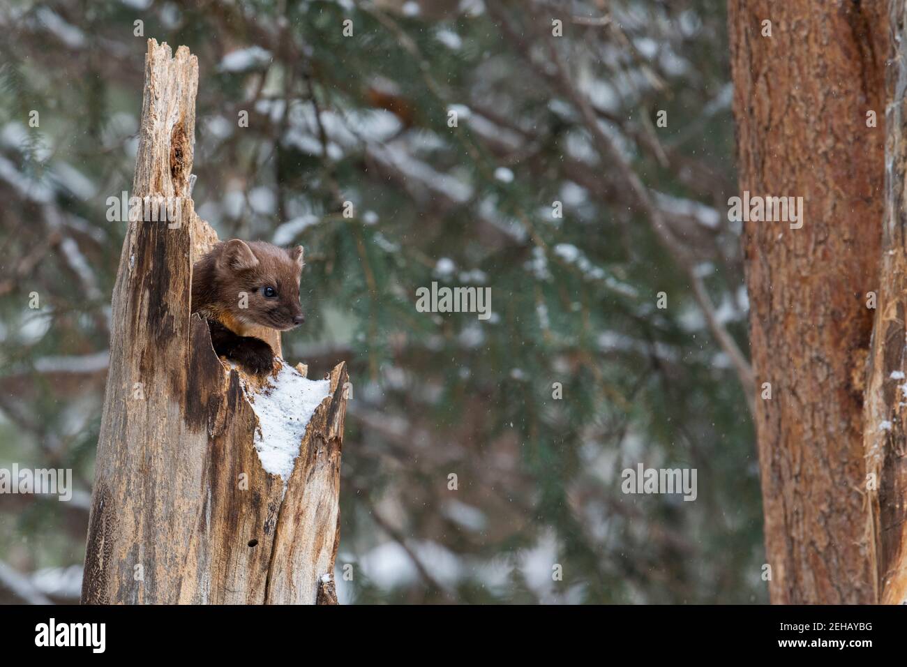 USA, Montana, Yellowstone National Park. Lone Pine Marten typical in winter forest habitat (WILD: Martes americana) Stock Photo