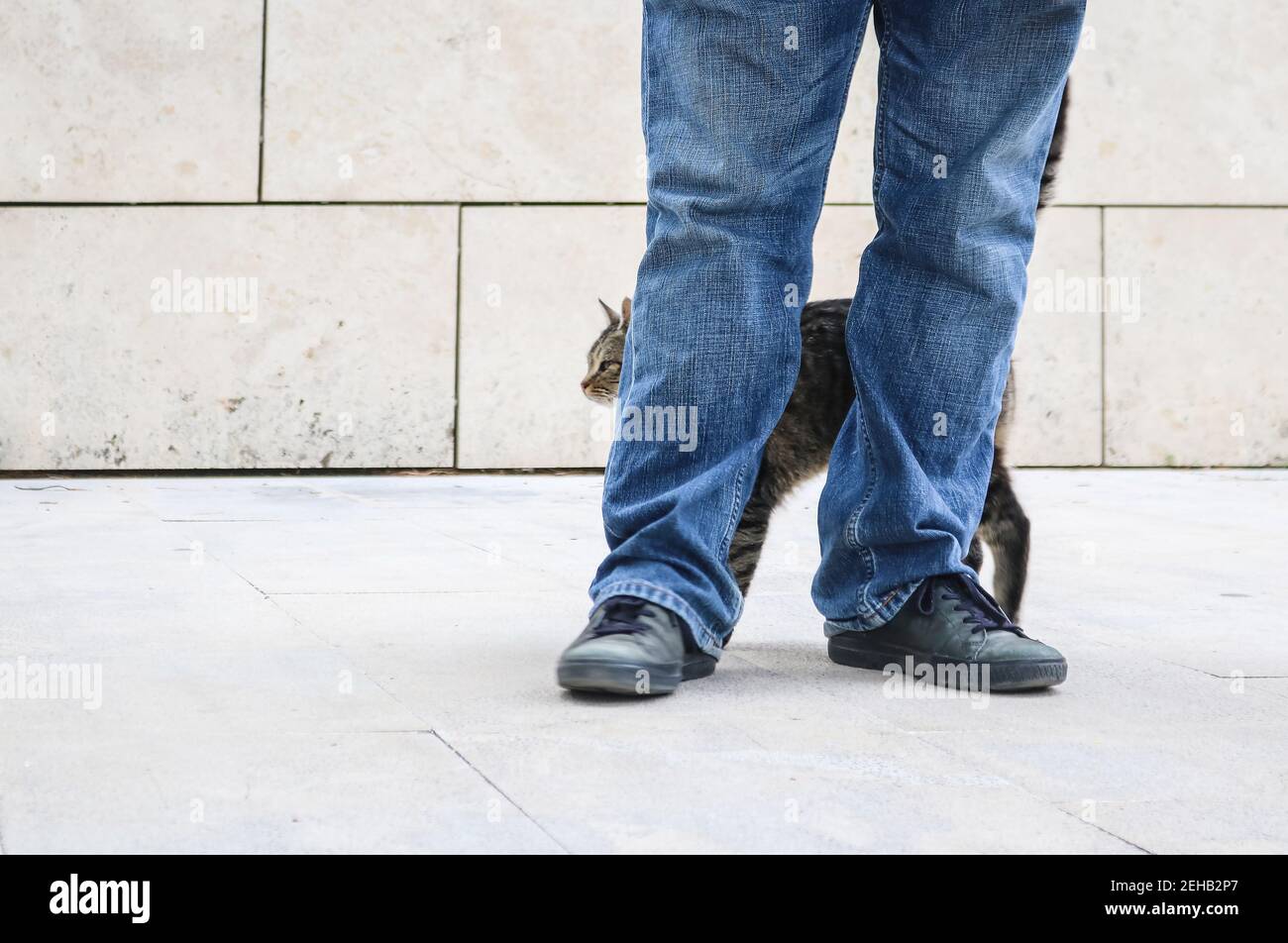 Man or boy standing on outdoors white tile with marble block wall behind in blue jeans with cat rubbing up against his legs - cropped and selective fo Stock Photo