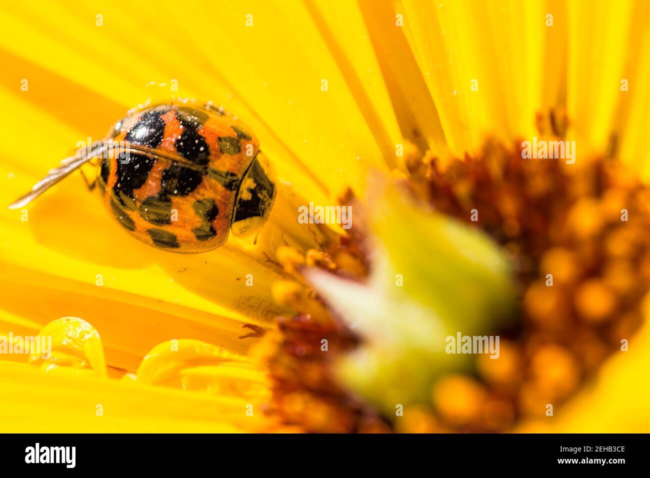 Ladybird , ladybug , perched on a yellow flower Stock Photo