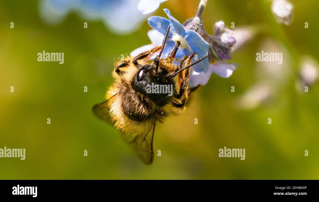 macro of a bee on a blue flower collecting nectar. blurred green background Stock Photo