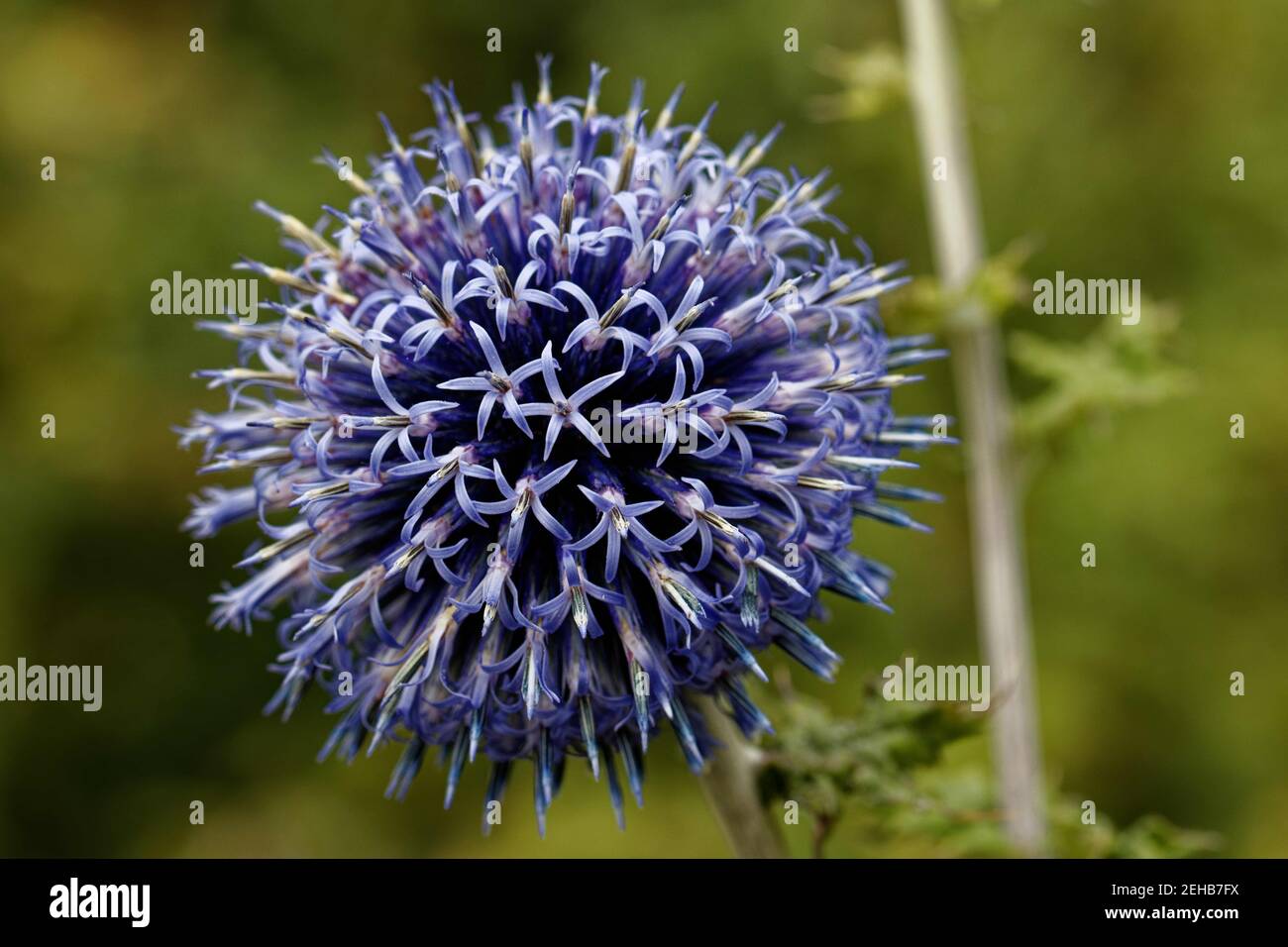 Echinops ritro, the southern globethistle, is a species of flowering plant in the sunflower family, native to southern and eastern Europe. Stock Photo