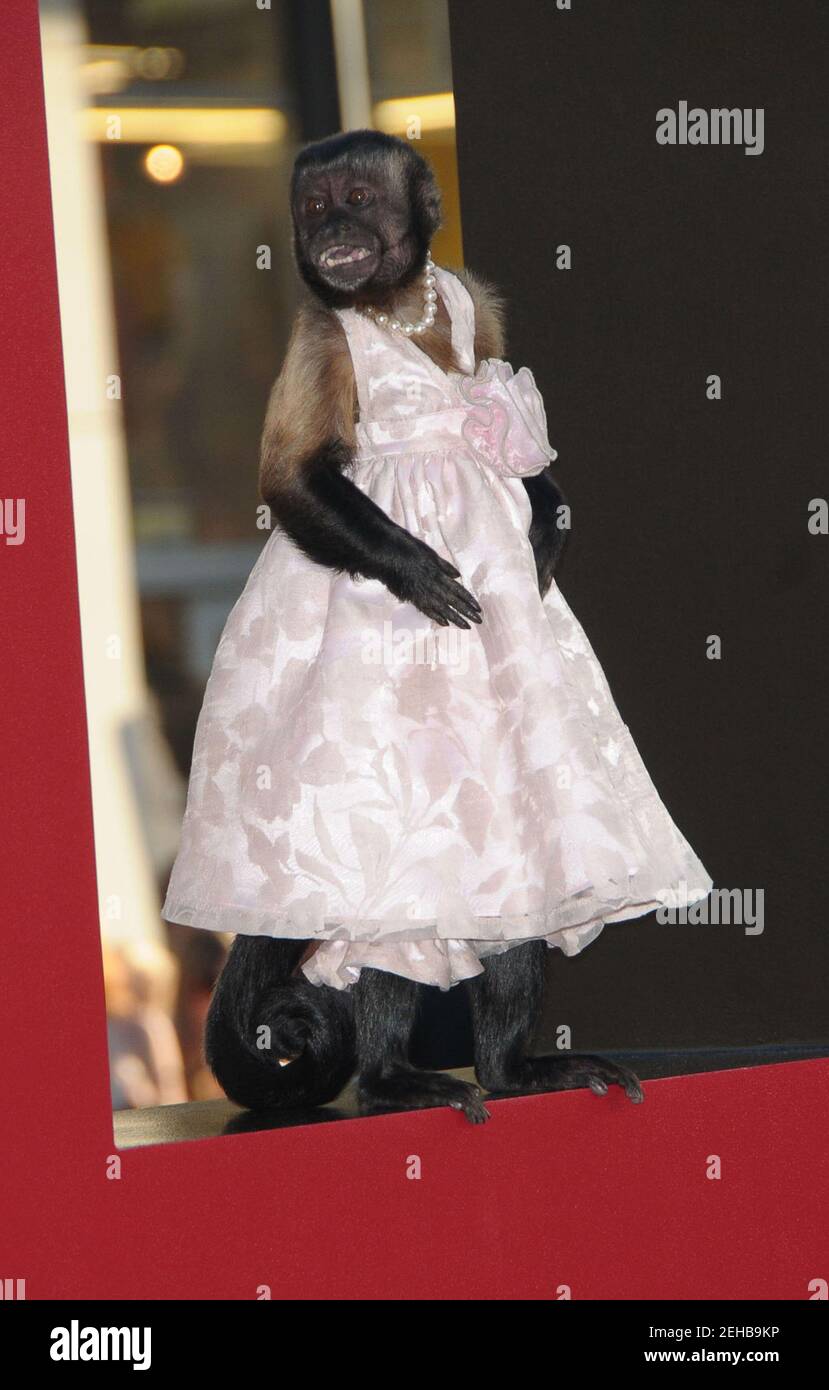 Crystal the Monkey arrivals at THE HANGOVER PART 2 Premiere, Graumans  Chinese Theatre, Los Angeles, CA 05,19, 2011 Stock Photo - Alamy