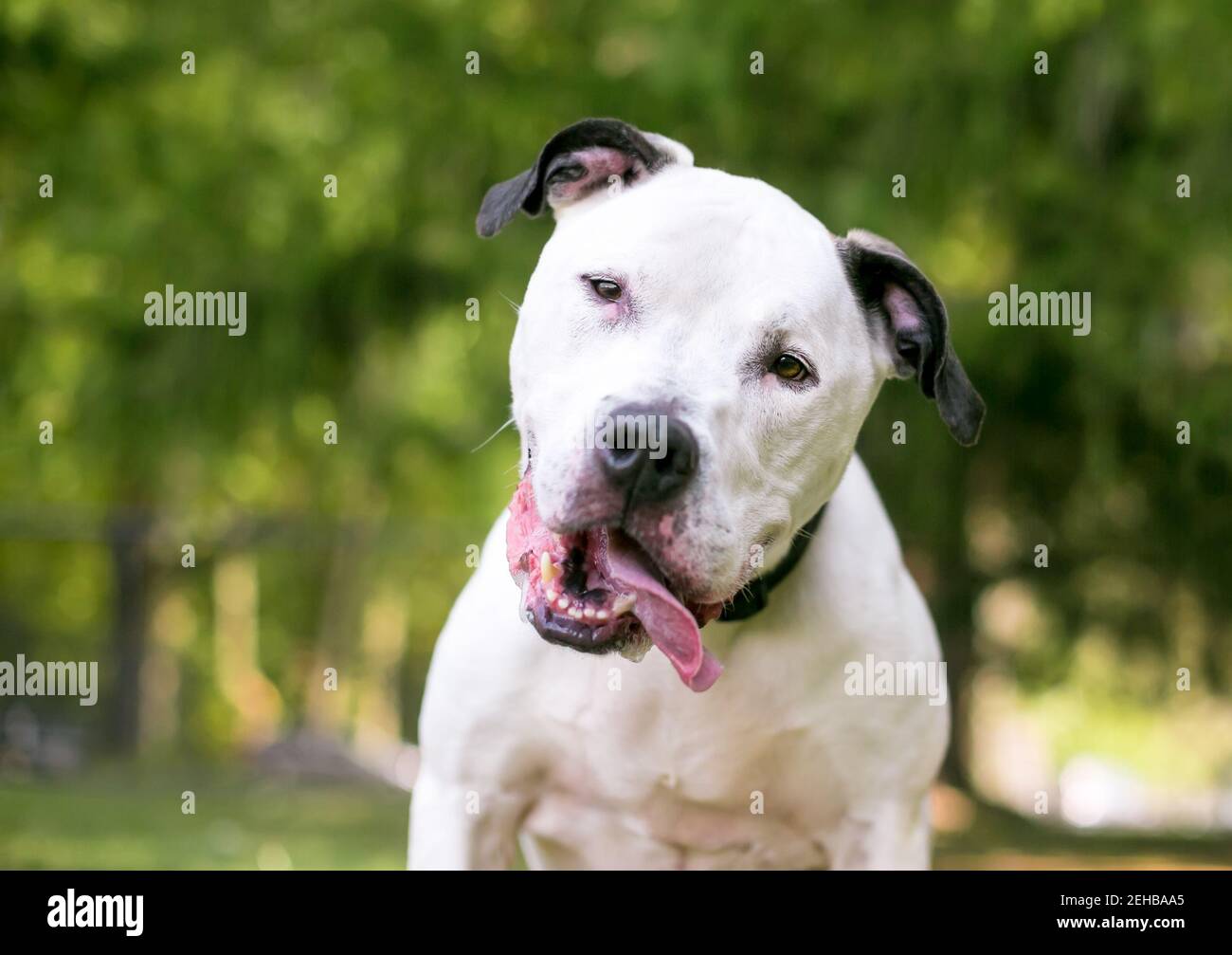 A black and white American Bulldog mixed breed dog with a head tilt and