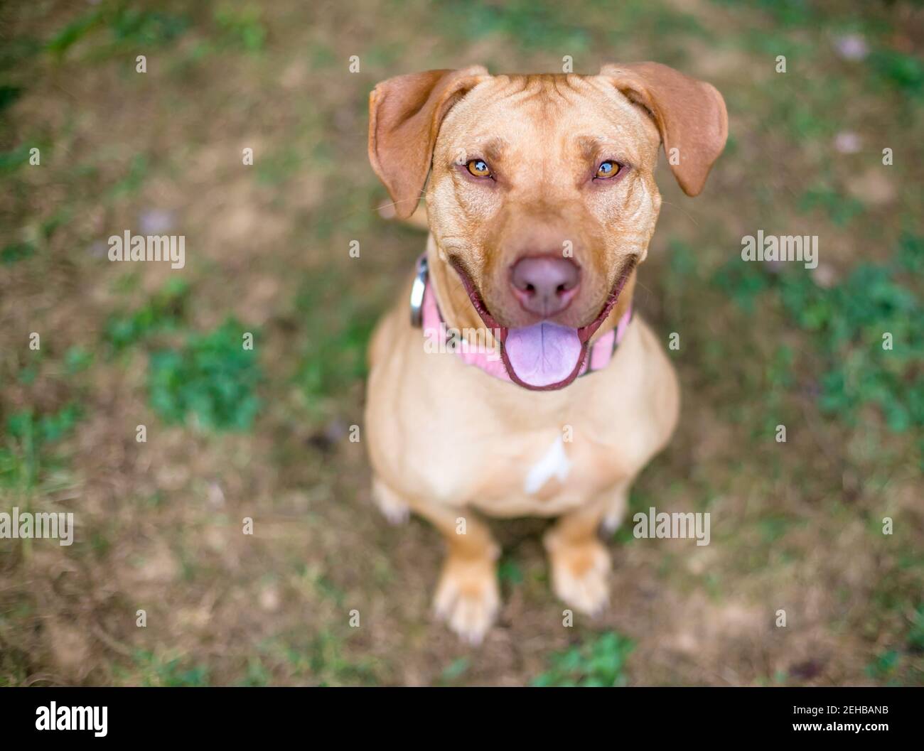 Red hound mix cheap