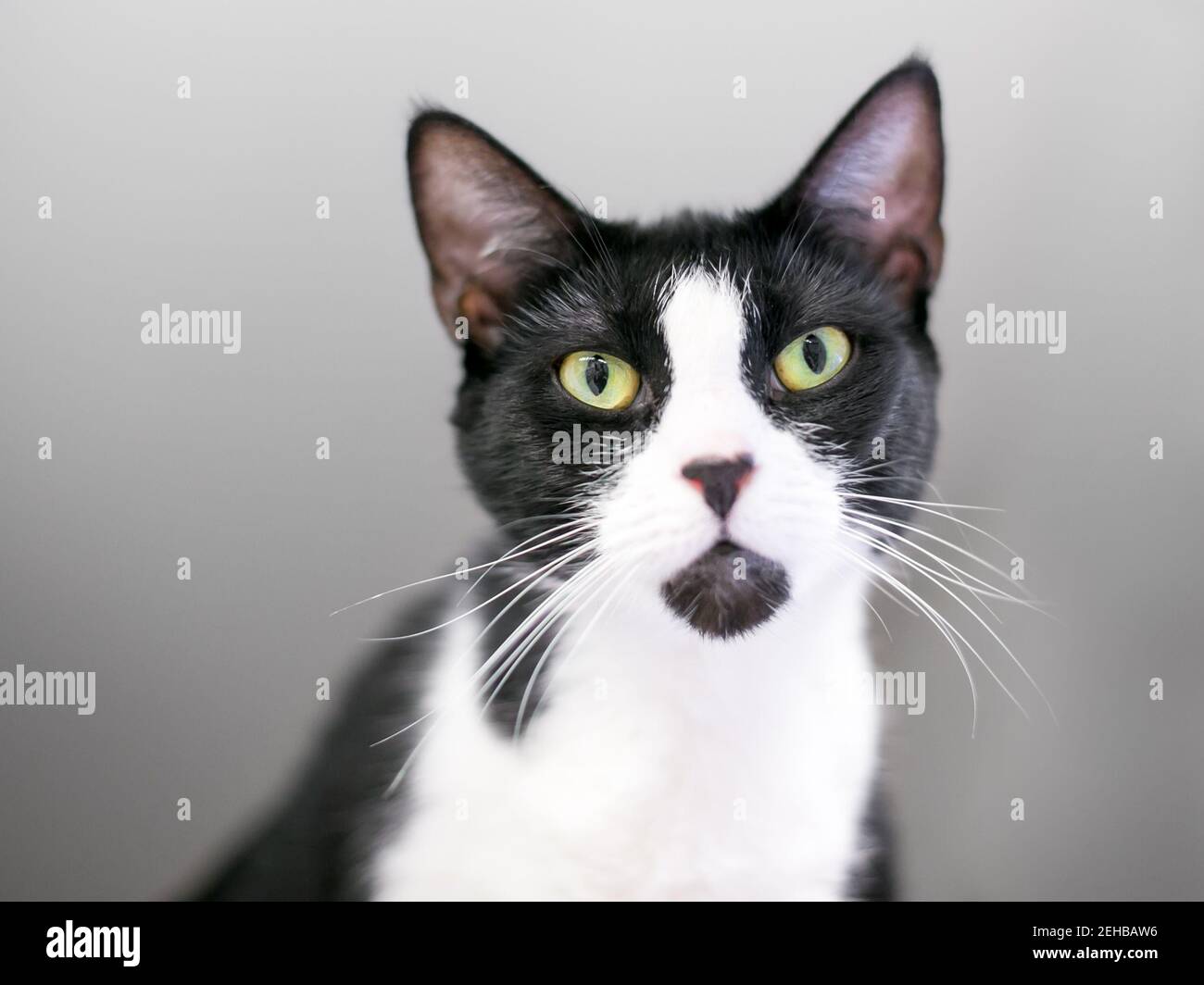 Tuxedo markings hires stock photography and images Alamy