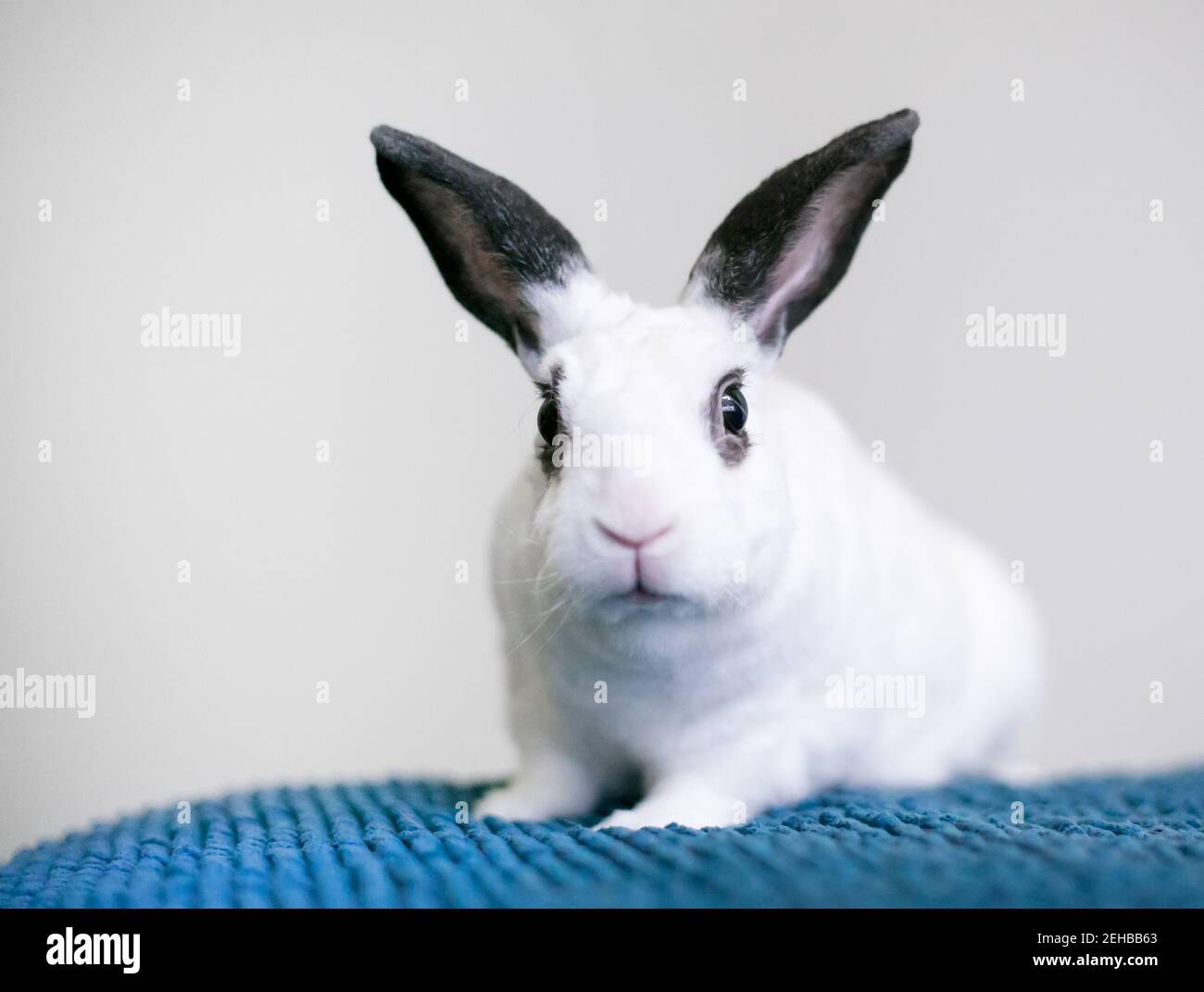 1,507 Black Eye Bunny Royalty-Free Images, Stock Photos & Pictures