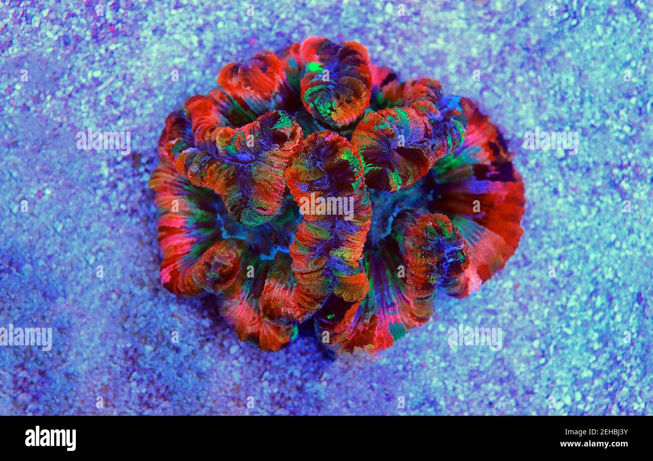 Rainbow coloration open brain LPS coral Wellsophyllia radiata Stock