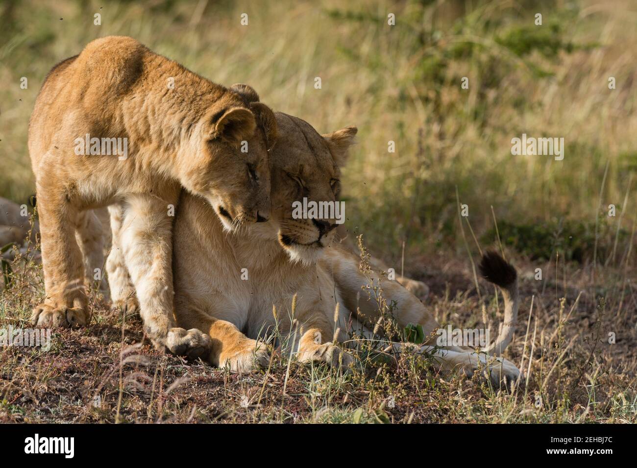 Lion, Panthera leo, Masai Mara, Kenya. Stock Photo