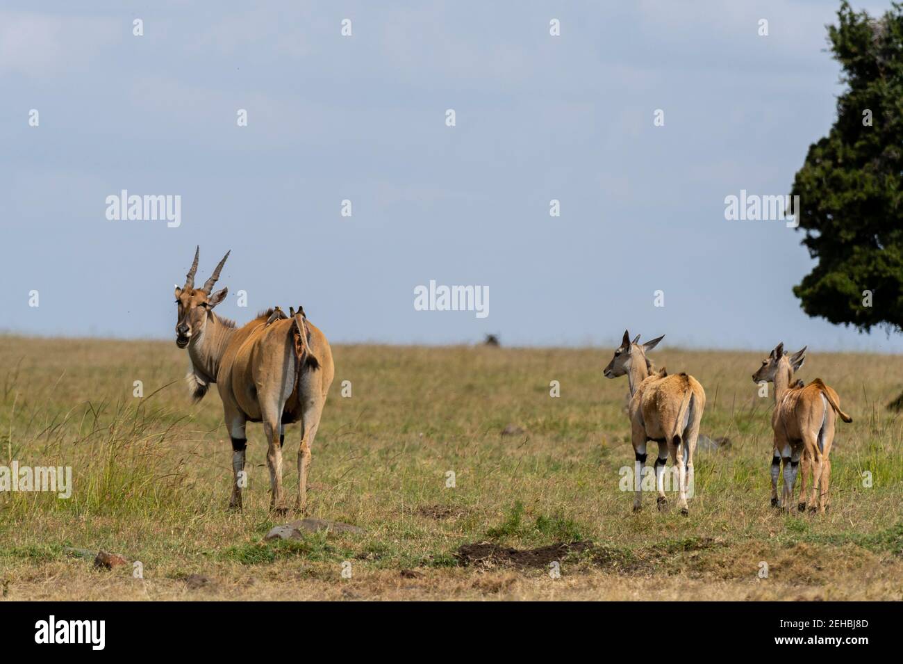 Eland (Taurotragus oryx) , Masai Mara, Kenya Stock Photo - Alamy