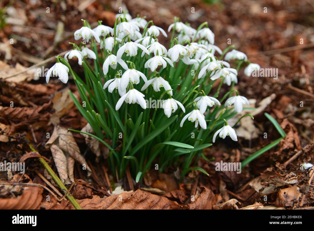 White English Snowdrops emerging from the ground in the ancient woodland in England, UK. Stock Photo