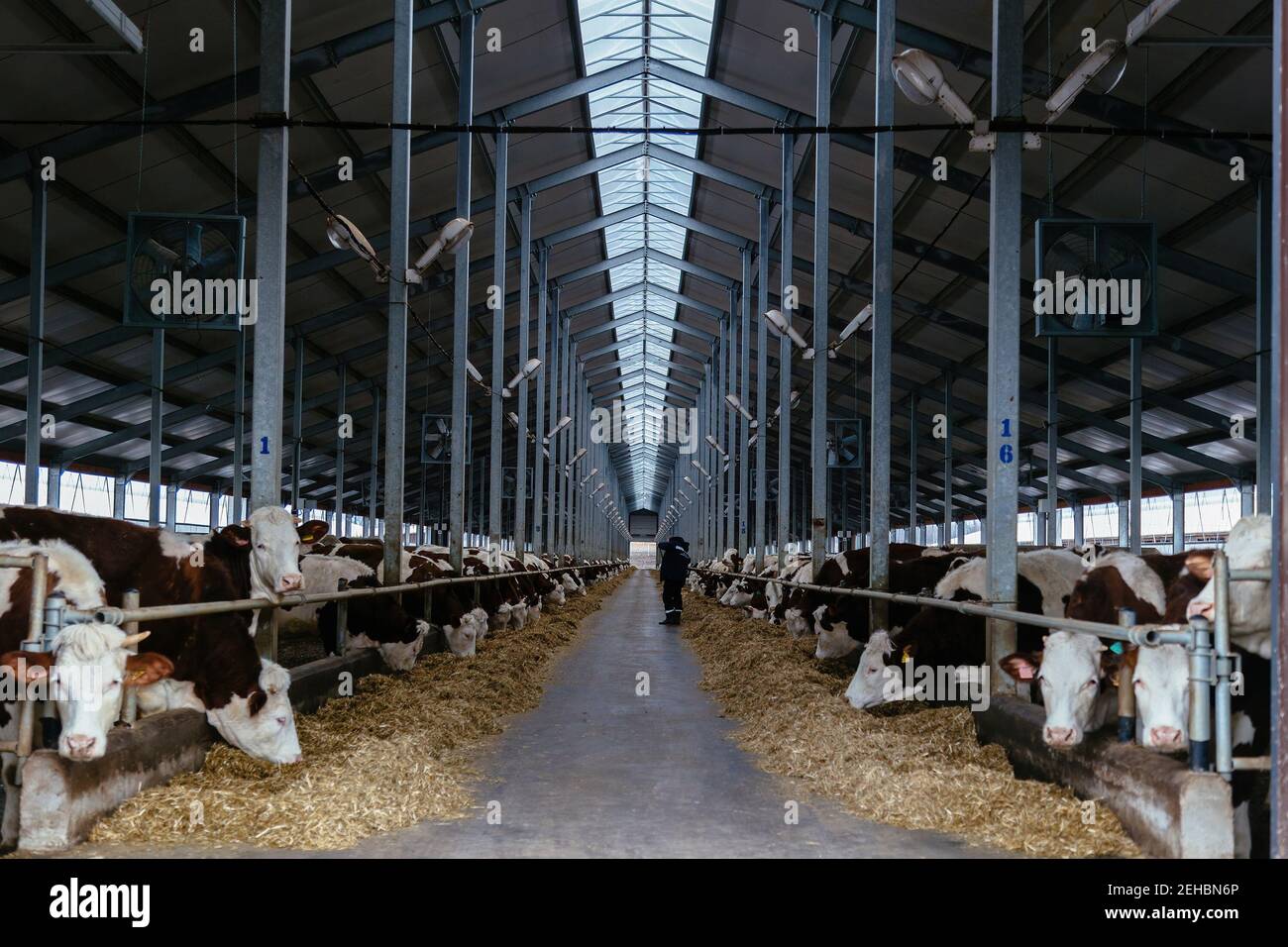 Diary cows in modern free livestock stall. Stock Photo