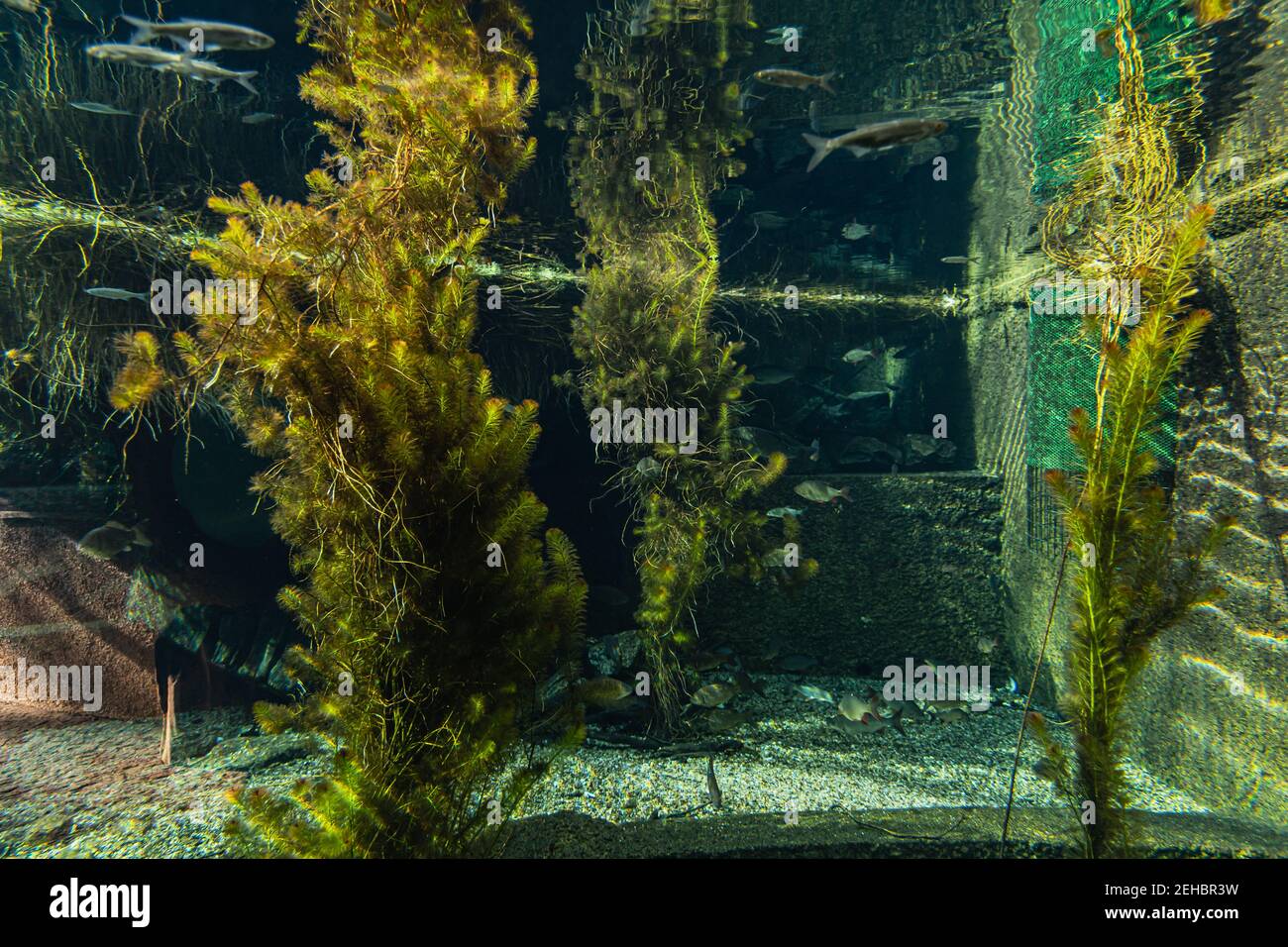 Large underwater bushes with few small fishes around Stock Photo