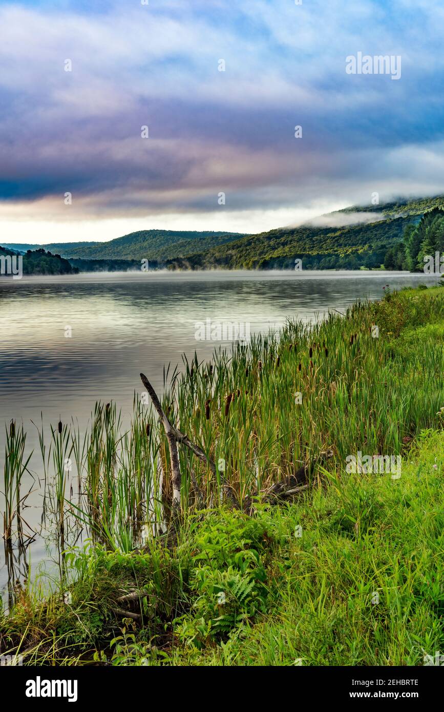 Cattails line the shore of Quaker Lake at sunrise, Allegany State Park