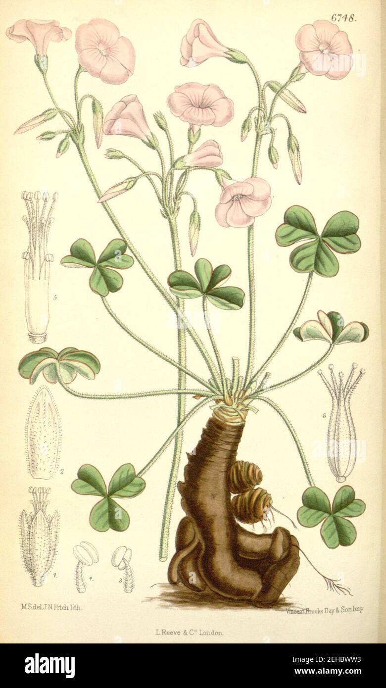 Oxalis articulata - Curtis’s Botanical Magazine, Vol. 110 - t. 6748. Stock Photo