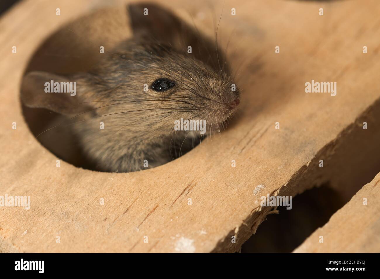 Closeup of the head of a common mouse (Mus musculus) poking out of a hole in a trap Stock Photo