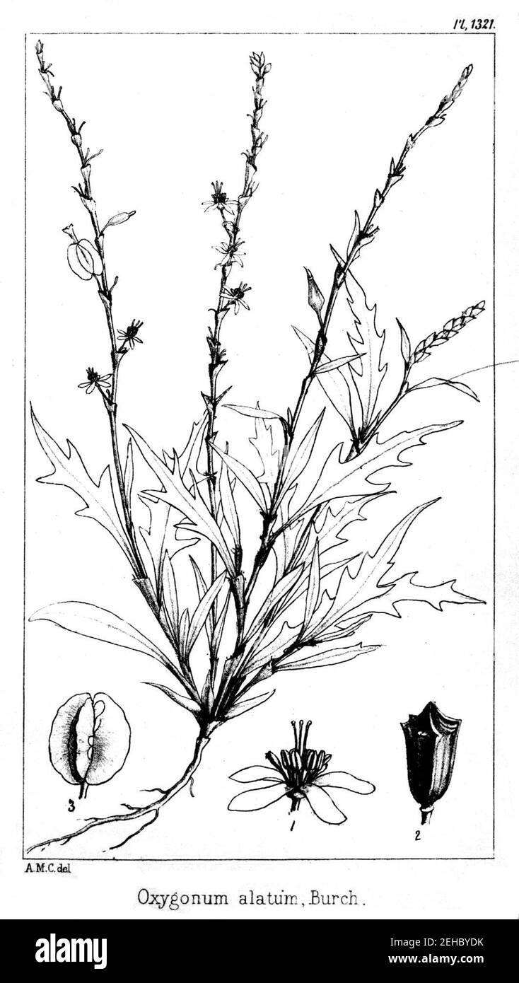 Oxygonum alatum illustration. Stock Photo