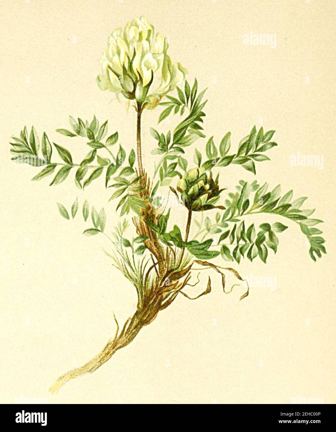 Oxytropis campestris Atlas Alpenflora. Stock Photo