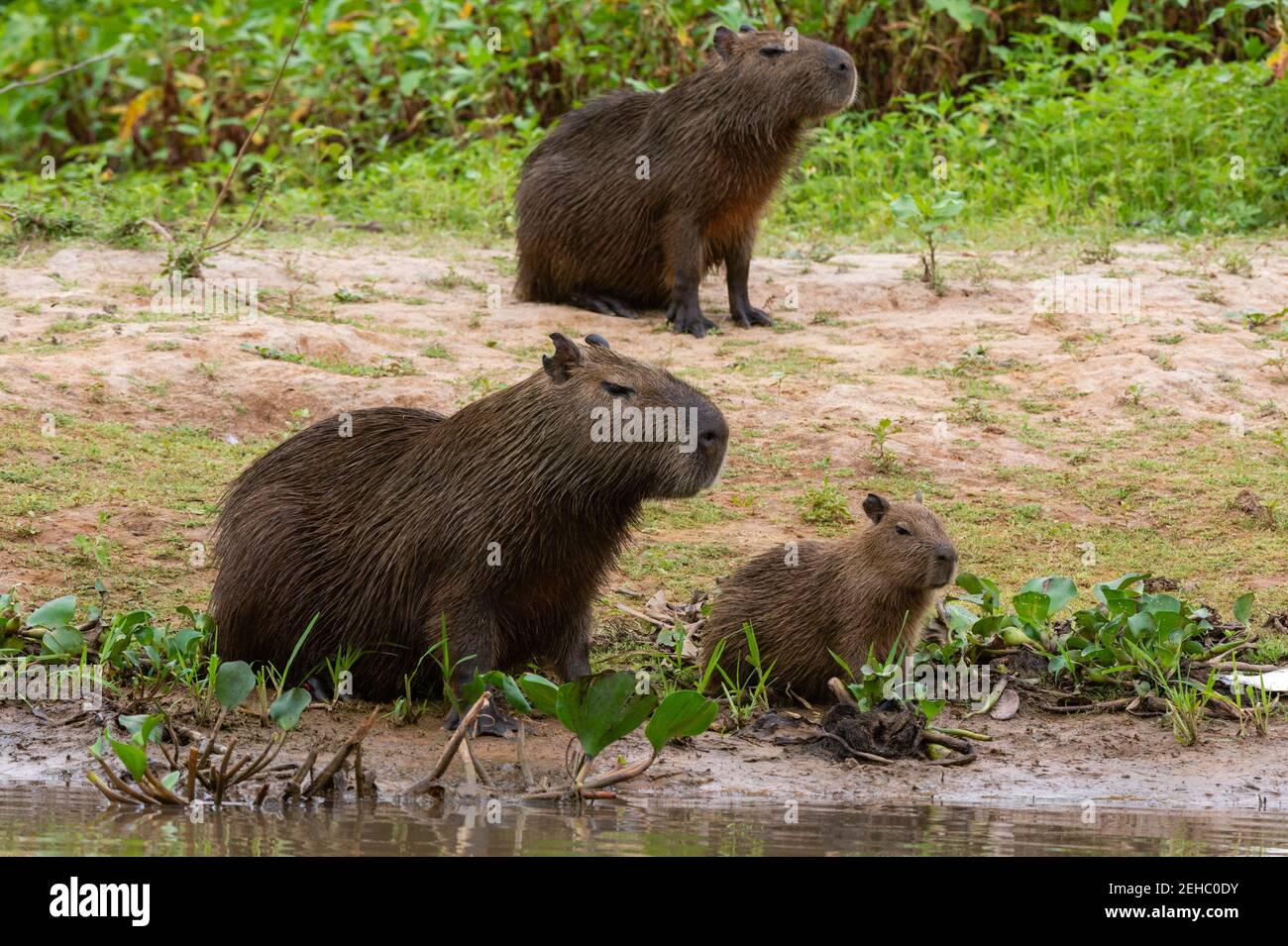 Capybara (Hydrochaeris hydrochaeris), Pantanal, Mato Grosso, Brazil. Stock Photo