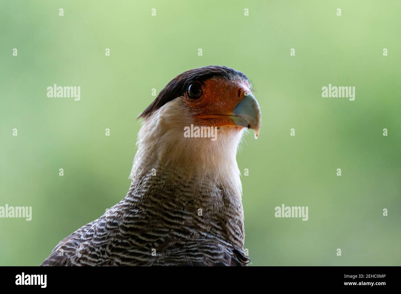 Crested caracara (Polyborus plancus), Pantanal, Mato Grosso, Brazil. Stock Photo