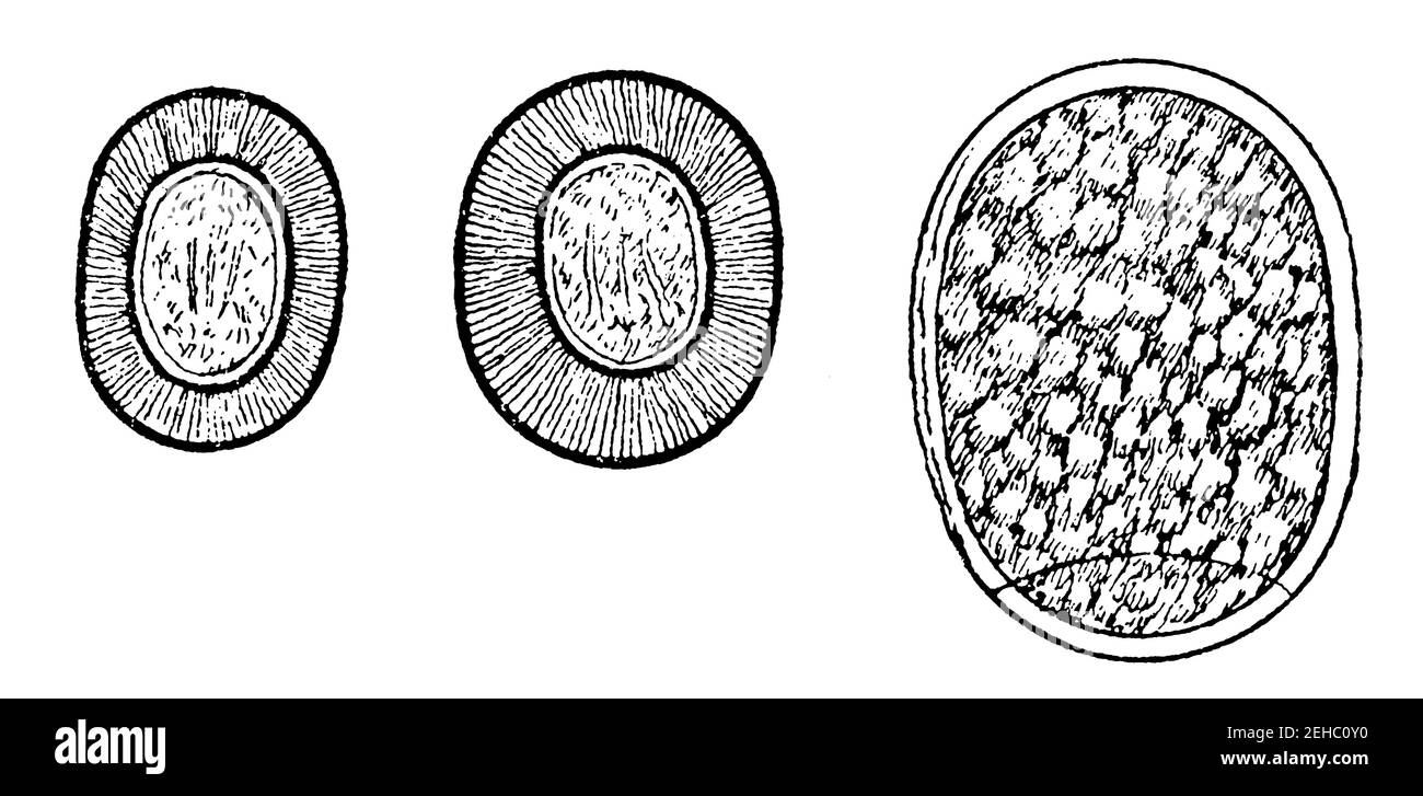 Eggs of tapeworms: Taenia solium (left), Taenia saginata (center) and Diphyllobothrium (right). Illustration of the 19th century. Germany. White background. Stock Photo