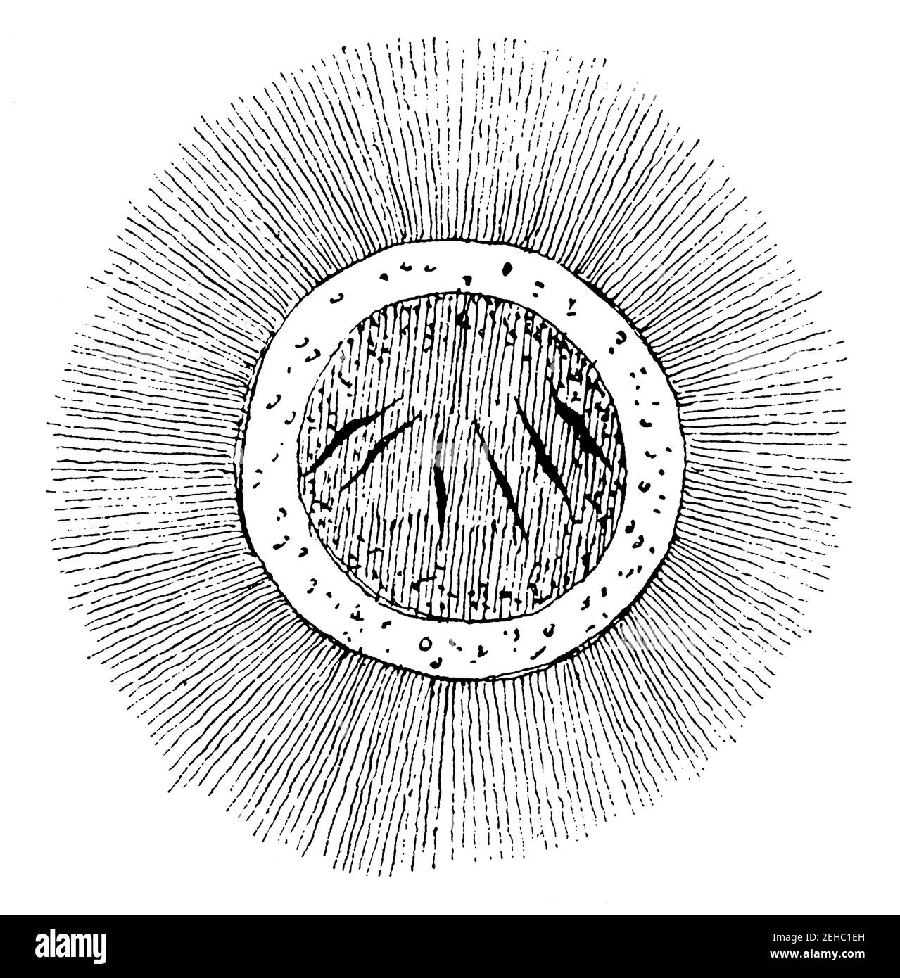 Embryo of Diphyllobothrium with ciliated coat. Illustration of the 19th century. Germany. White background. Stock Photo