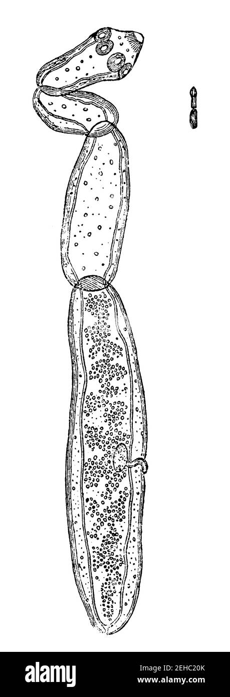 The tapeworm - Echinococcus granulosus. Illustration of the 19th century. Germany. White background. Stock Photo