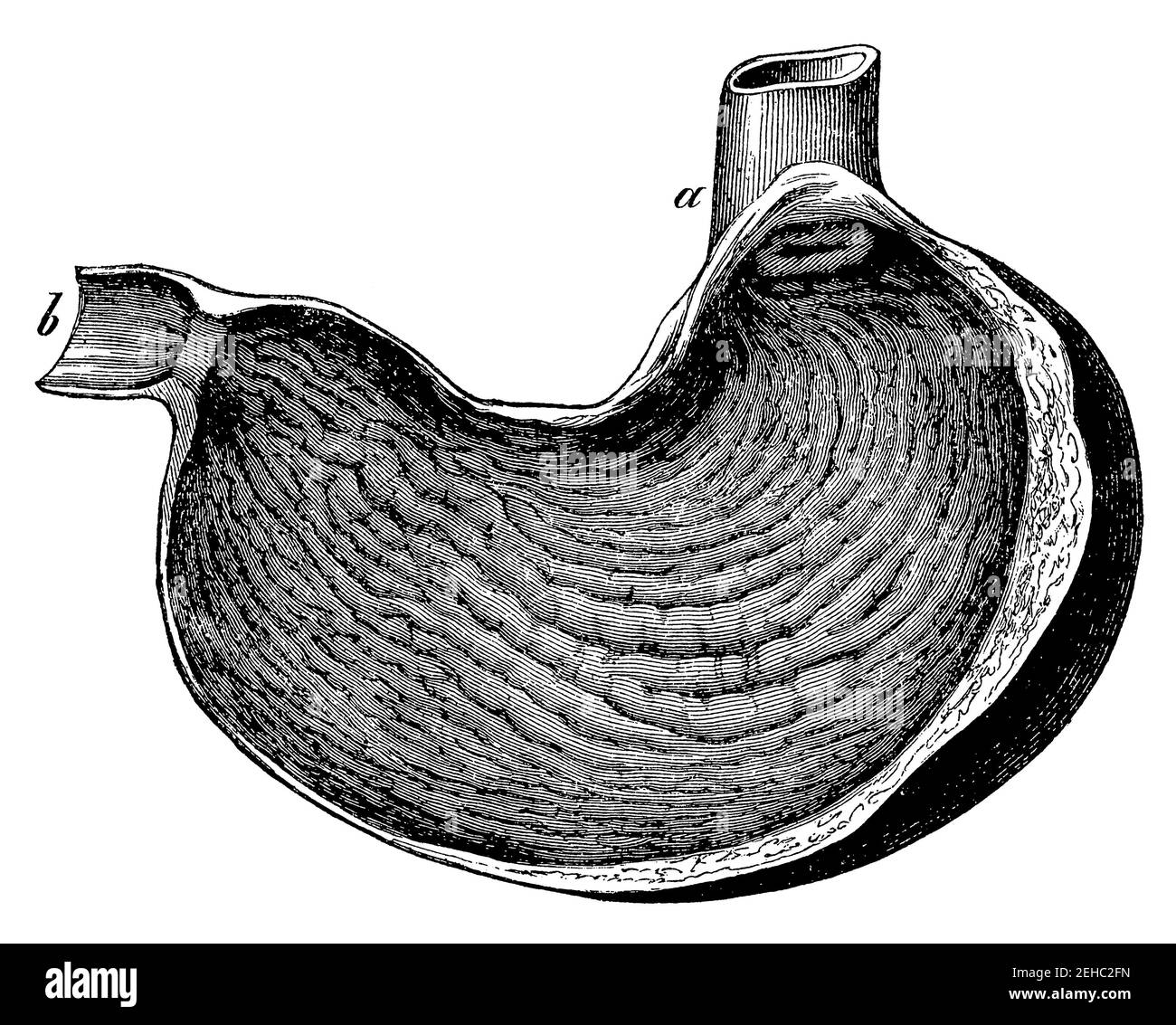 Stomach of human. Illustration of the 19th century. Germany. White background. Stock Photo