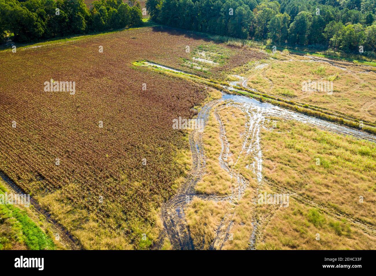 Saltwater intrusion salt damaged near Chesapeake Bay Stock Photo Alamy