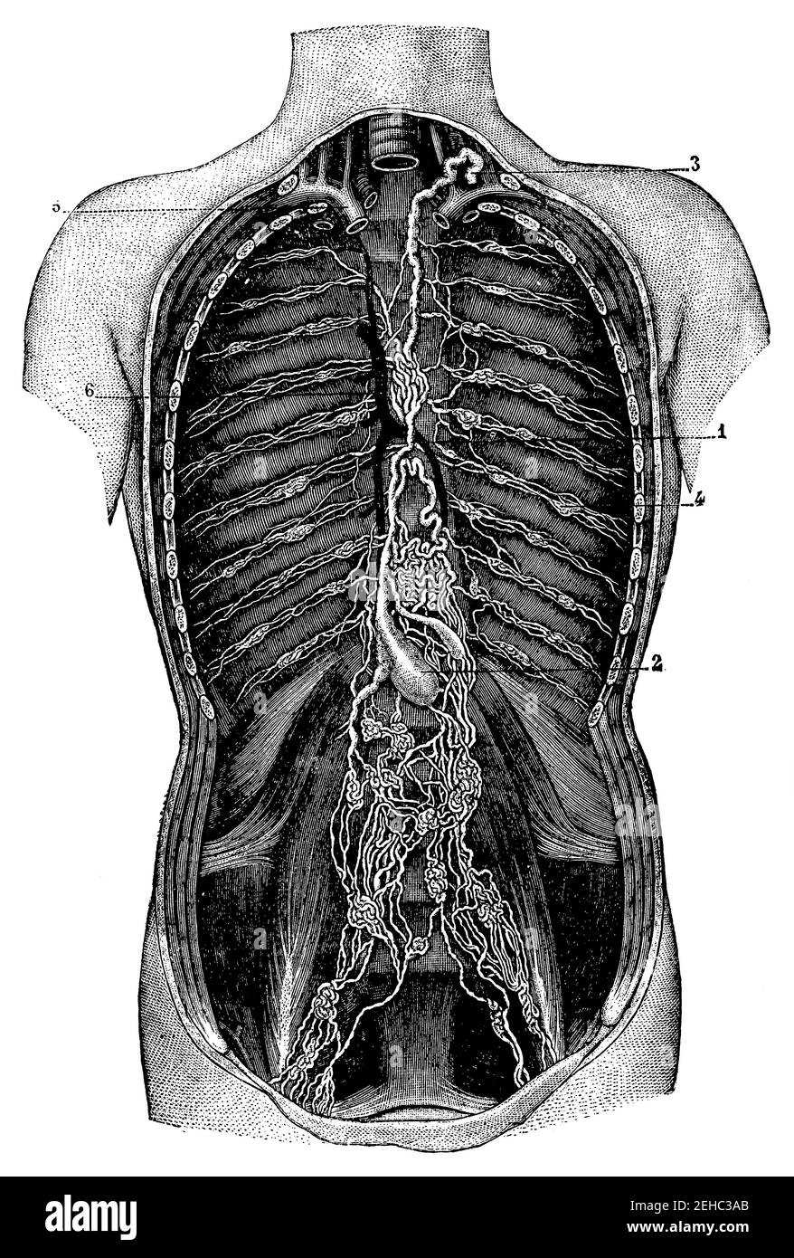 The main lymphatic vessels and lymph glands of the trunk. Illustration of the 19th century. Germany. White background. Stock Photo