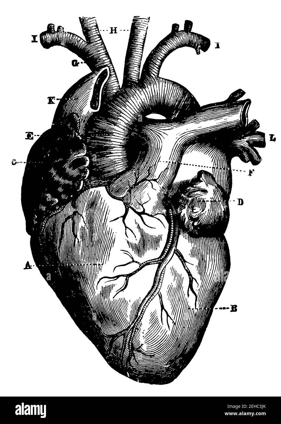 Human heart and vessels which emerge directly from it, seen from the front. Illustration of the 19th century. Germany. White background. Stock Photo