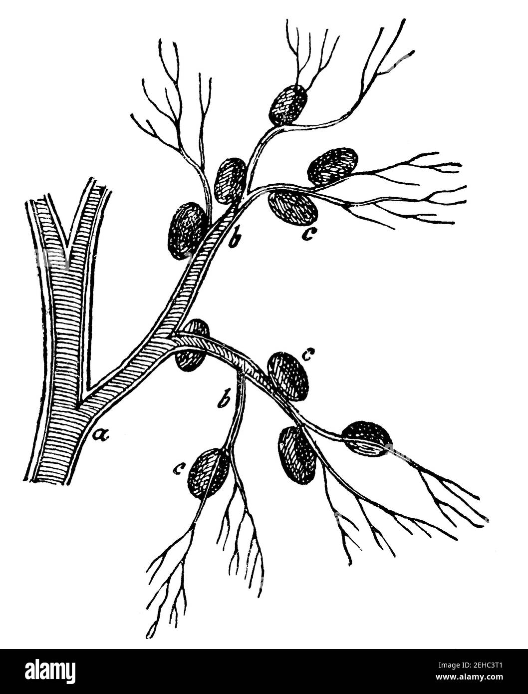 Terminal branches from the pig's spleen. Illustration of the 19th century. Germany. White background. Stock Photo