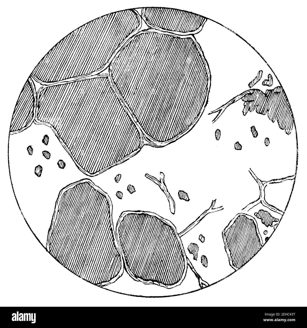 Potato. Boiled potato cells in an open vessel, after squeezing