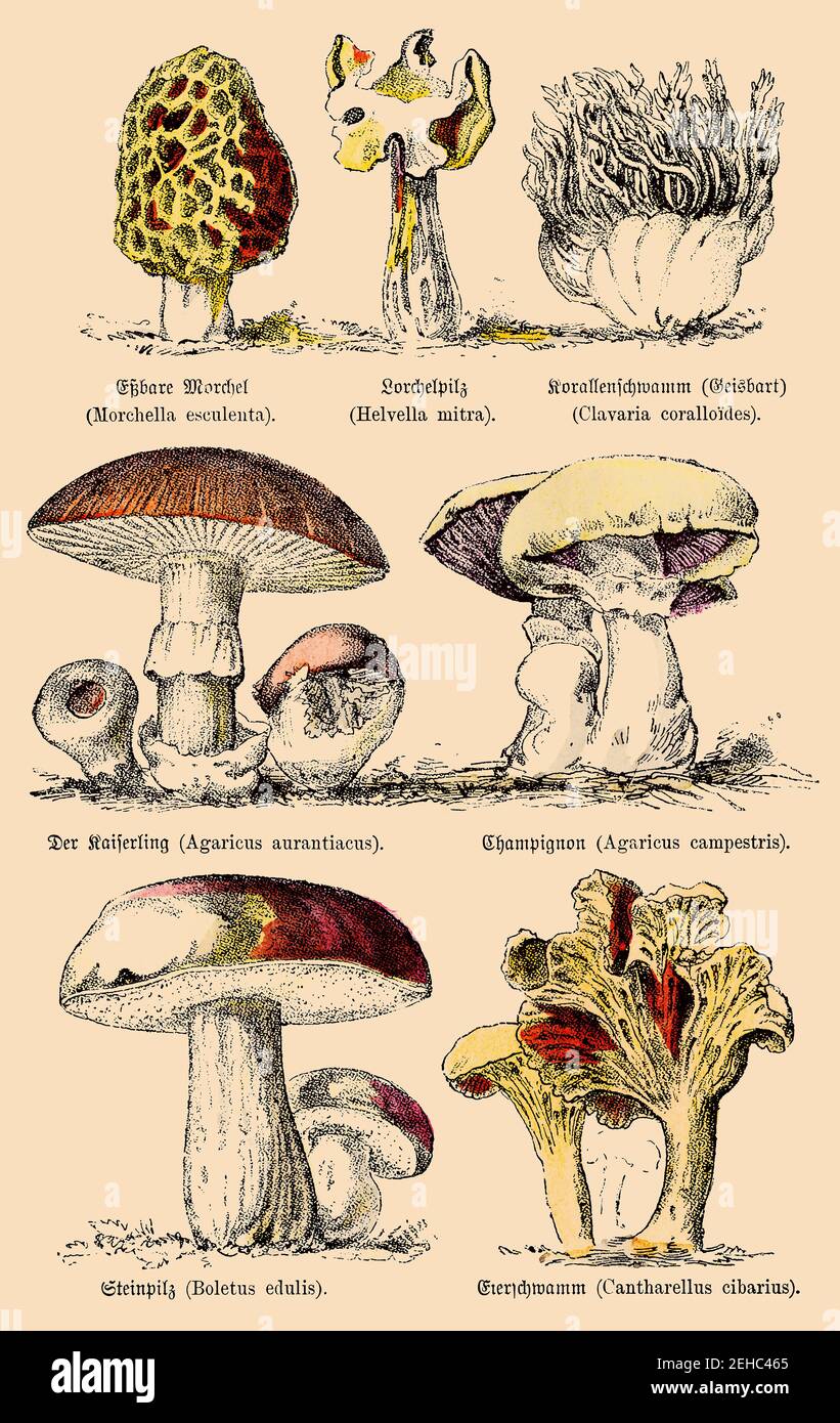 Various edible and conditionally edible mushrooms. Illustration of the 19th century. Germany. Stock Photo