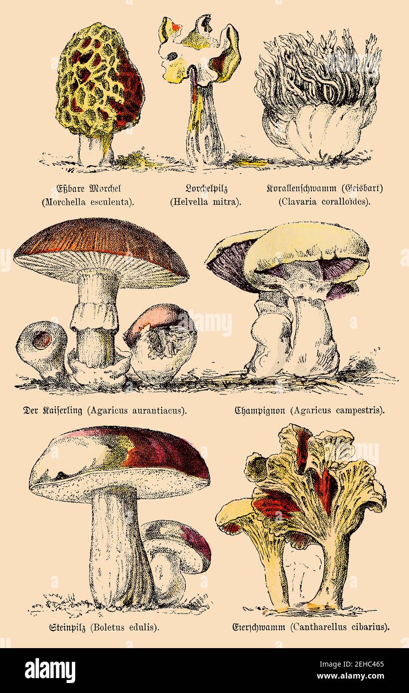 Various edible and conditionally edible mushrooms. Illustration of the 19th century. Germany
