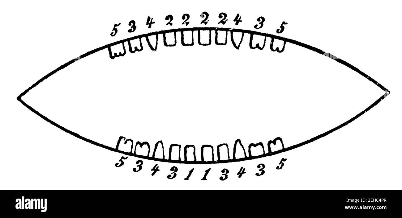 Scheme of the first notch. According to Bogel. The same numbers in sequence indicate the simultaneous eruption of the respective teeth. Illustration of the 19th century. Germany. White background. Stock Photo