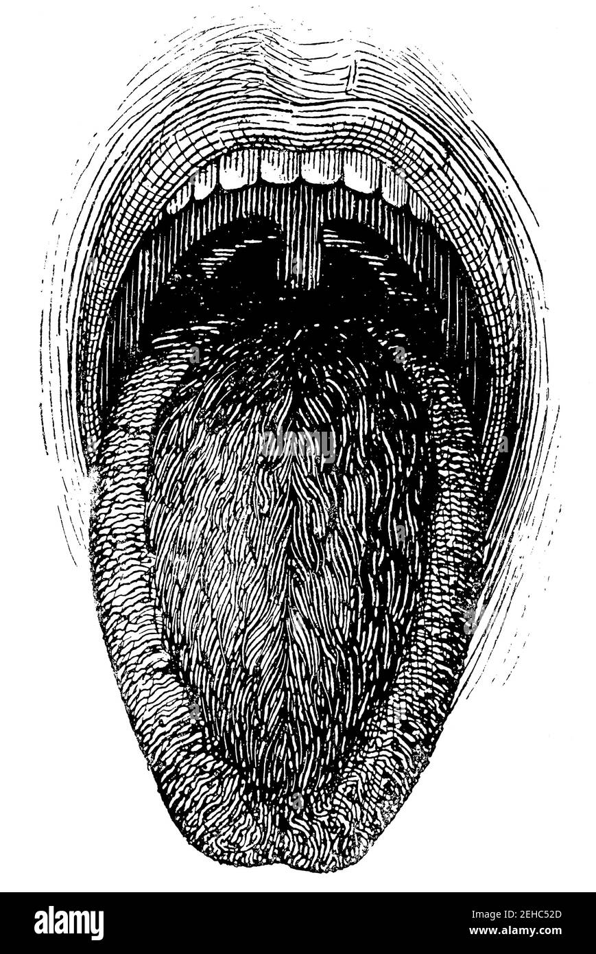 Human mouth. Illustration of the 19th century. Germany. White background. Stock Photo