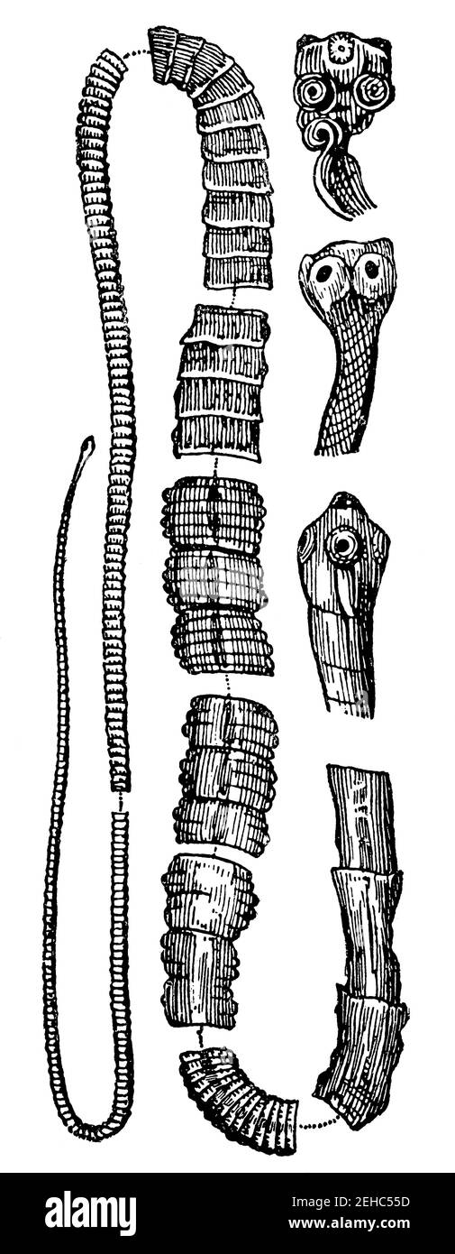 The pork tapeworm - Taenia solium. Illustration of the 19th century. Germany. White background. Stock Photo