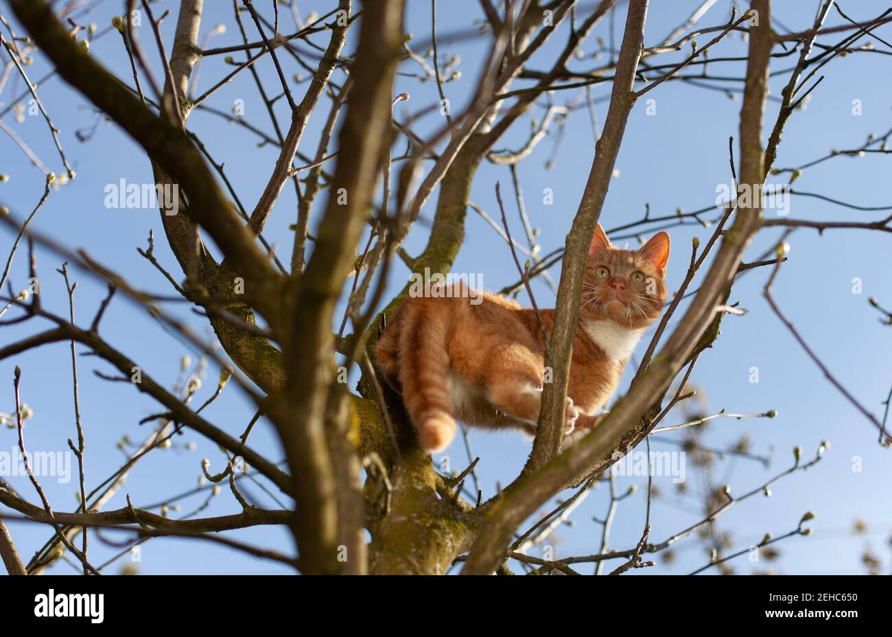 Low angle shot of an orange cat in the tree Stock Photo - Alamy