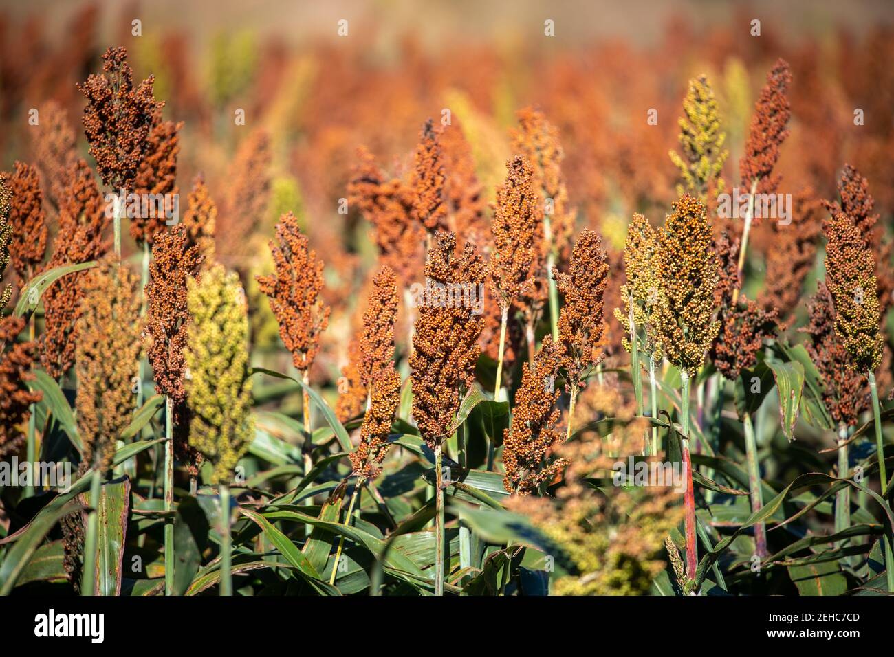 Grain hires stock photography and images Alamy