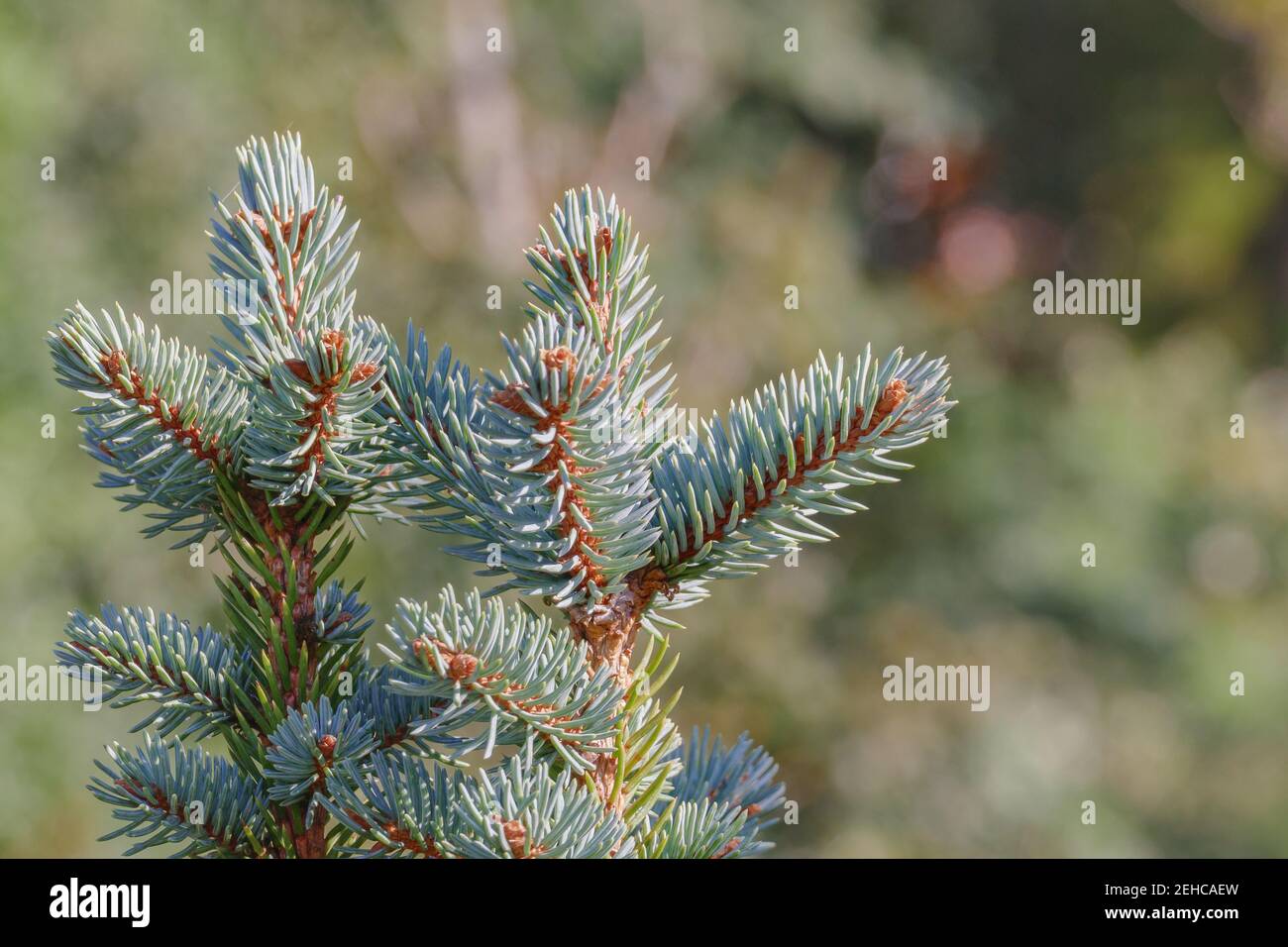 colorado spruce leaves from picea pungens tree Stock Photo