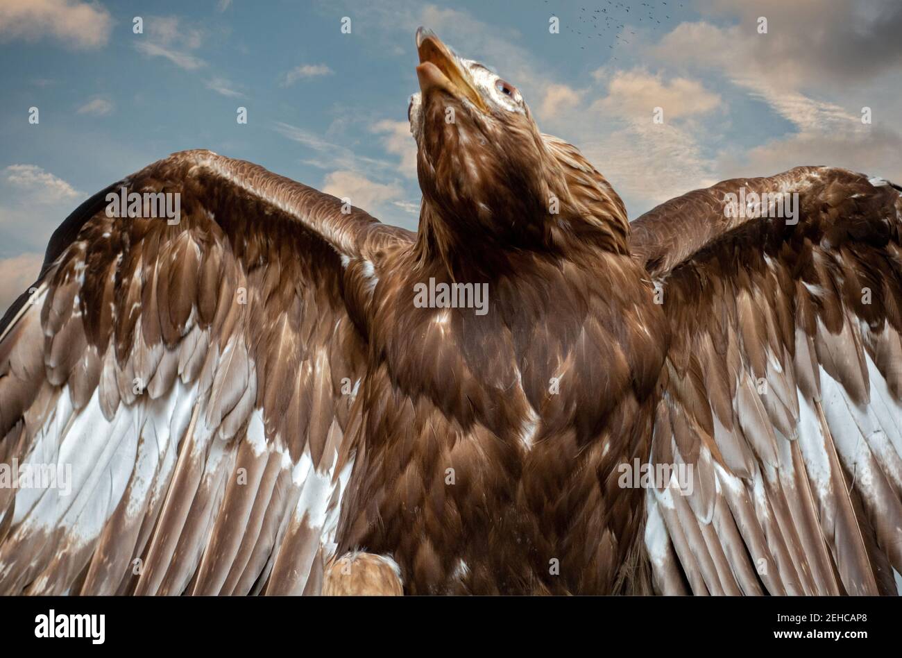 Steinadler . Golden Eagle . Aquilo chrysaeto Stock Photo