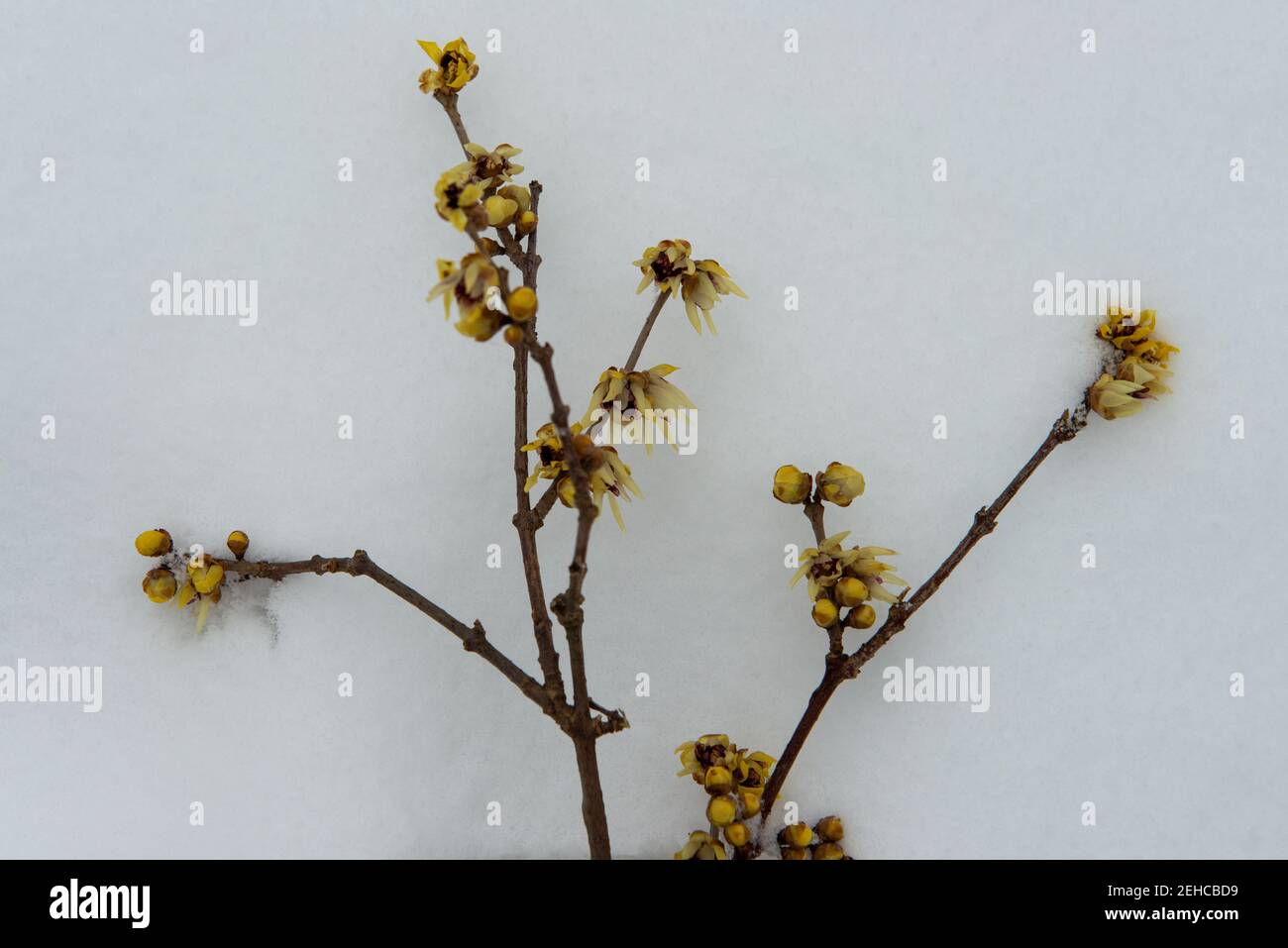 Wintersweet . Chinesische Winterblüte . Chimonanthus praecox Stock Photo