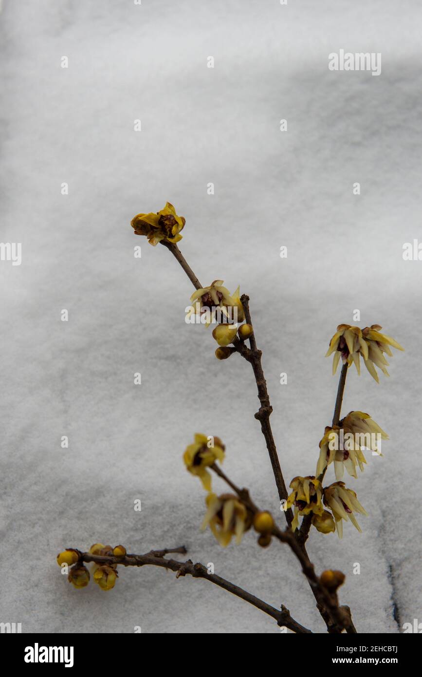 Wintersweet . Chinesische Winterblüte . Chimonanthus praecox Stock