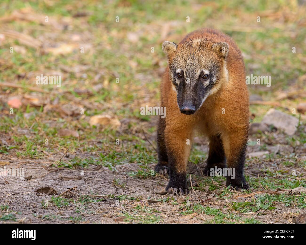 South American coati (Nasua nasua) close up, walking toward viewer, eye contact, room for copy Stock Photo
