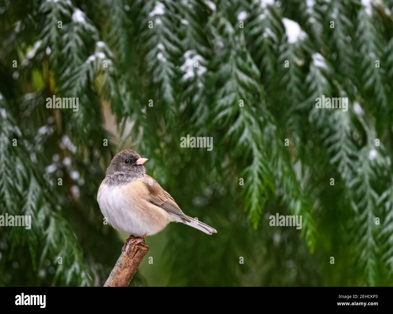 Dark-eyed Junco (Junco hyemalis) perched in front of snow covered cedar tree looking right Stock Photo